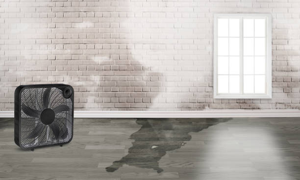 Best Water damage contractors near me  in Cuba City, WI